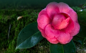 Em fevereiro celebra-se as camélias