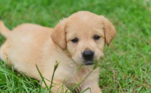 Quanto custa ter um animal de estimação? Os gastos com cães e gatos