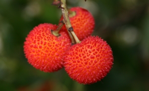 Os medronhos andam por aí