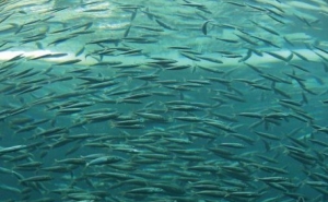 Centro científico algarvio integra projeto europeu para estimular aquacultura