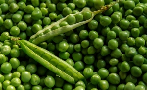 Demonstração culinária de ervilhas