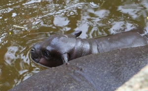 Nasceu cria de hipopótamo no Zoo de Lagos