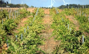 Lagos vai aderir à Associação de Municípios Portugueses do Vinho