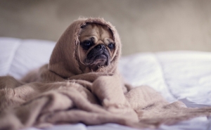 Conselhos práticos para evitar fugas de calor em casa - agora que o frio começa a apertar