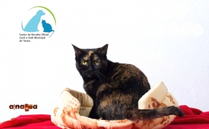 Campanha de esterilização de gatos errantes