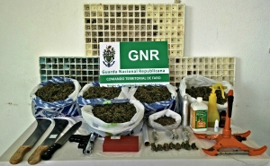 Detido por tráfico de estupefacientes tinha plantação de cannabis em São Brás de Alportel