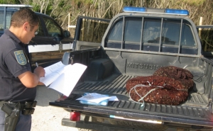 Polícia Marítima de Sines fiscaliza apanha ilegal de percebes na Costa Vicentina