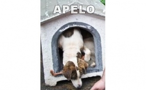 Presidente de Ferragudo apela por pistas para encontrar culpados de crimes contra animais