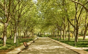 PODA DE ÁRVORES NO PARQUE MUNICIPAL DE LOULÉ