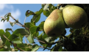 Vamos poder exportar pera rocha para o México, a Costa Rica e a Colômbia