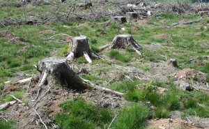Desflorestação em Portugal é uma das mais elevadas do Mundo