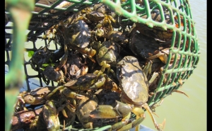 Polícia Marítima apreende arte de covos ilegal no rio Arade