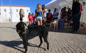 Visita Solidária ao Zoo de Lagos e «Cãominhada» assinalam Dia Mundial do Animal