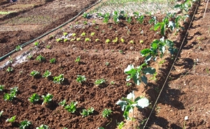 EM SÃO BRÁS DE ALPORTEL, O PRÓXIMO PASSEIO NATUREZA DESPERTA «AO CANTAR DO GALO» 