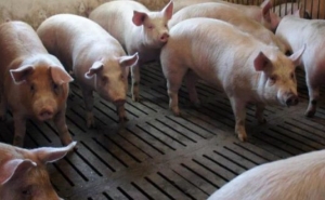 Declarações obrigatórias de existências de suínos têm de ser feitas em Agosto