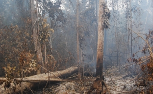 Incêndios: Agricultores de Odemira e Monchique já podem reportar prejuízos