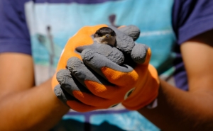 Alojamento local para aves com elevada taxa de ocupação em São Brás de Alportel