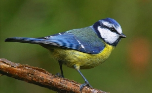 ORNITOLOGIA | À Descoberta da Avifauna da Fonte Benémola