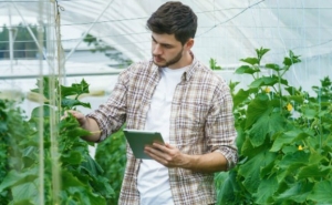 Quer criar um negócio? Vai ser lançado guia para empreendedores agrícolas