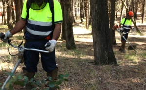 Planos de limpeza de matas estão a reduzir fogos florestais no Algarve