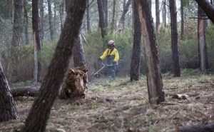 Na serra algarvia equipas de sapadores «protegem» a floresta dos incêndios