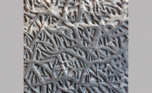 VÍTOR RIBEIRO EXPÕE «FLORESTAS BRANCAS» EM LOULÉ