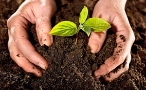 CCDR Algarve apresenta Estudo sobre o Impacto Económico da Agricultura na região