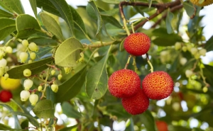 Produtores lamentam contestação alentejana à indicação «Medronho Algarve»