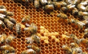 Incêndios: Governo apoia apicultores de Aljezur, Monchique e Odemira com 25 mil euros