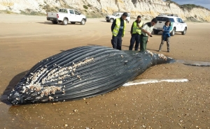 Baleia dá à costa em Praia perto de Huelva - Doñana 