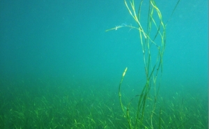 Investigador do CCMAR publica estudo na «Nature»