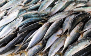 Pesca da sardinha autorizada a partir de 17 de maio