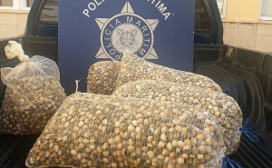 Polícia Marítima apreende 150kg de berbigão na Ria Formosa em Faro