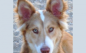 I Montaria solidária do Cão do Barrocal Algarvio				