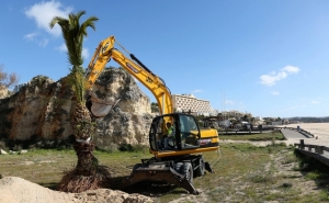 Palmeiras vão para a Praia da Rocha