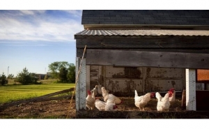 Tem mais de 100 galinhas poedeiras? Conte-as. Tem de as declarar em Fevereiro