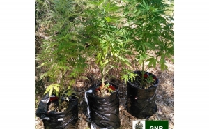 GNR apreende plantas de cannabis em Almancil e Alcoutim
