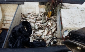 Pesca ilegal na Barra de Faro-Olhão intercetada pela Polícia Marítima