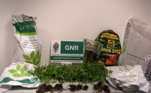 15 plantas de cannabis apreendidas em Vila do Bispo