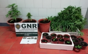 Plantação de cannabis apreendida