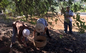 A APANHA DA ALFARROBA VAI SER NA QUINTA DO MARCO
