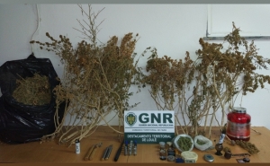 Almancil | Apreensão de cerca de 5 quilos e 24 plantas de cannabis