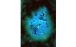 ESTUDO DEMONSTRA QUE DOURADAS PODEM VIVER MAIS FELIZES EM AQUACULTURA