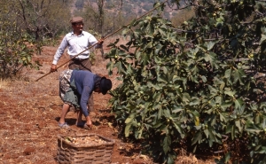LOULÉ CRIATIVO PROPÕE UMA MANHÃ NA APANHA DE FIGO, AMÊNDOA E ALFARROBA