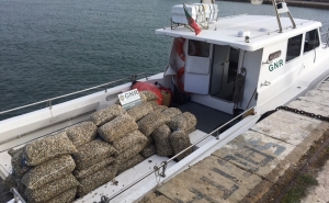 1,7 toneladas de berbigão apreendido