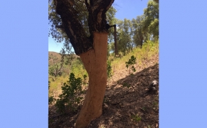 LOULÉ CRIATIVO PROPÕE PASSEIOS PELO CAMPO E ATIVIDADES LIGADAS À CORTIÇA E AO PÃO EM FORNO DE LENHA