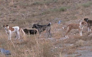 Rogério Bacalhau visita amanhã projeto sobre animais errantes na Praia de Faro