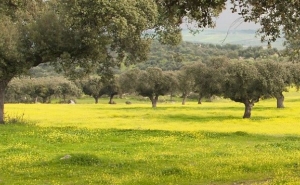 UAlg promove workshop sobre sustentabilidade nas PME e alinhamento com os ODS