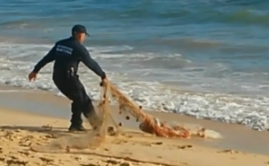 Remoção de rede de emalhar da praia de Faro