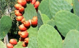 Quer investir em Figo-da-Índia? Investigadores do INIAV explicam a planta e o negócio em livro